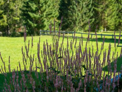 Apartment Nr. 5, Apartment/1 Schlafraum/Dusche, WC - Outdoor photo 6