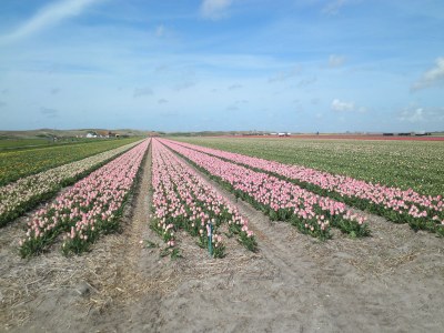 Holiday apartment Zonnestraal - Environment photo 20