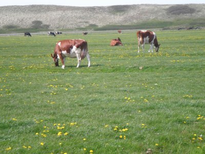 Holiday apartment Zonnestraal - Environment photo 21