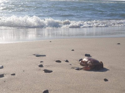 Holiday house 5 Sterne Ferienhaus in Ringkøbing - Outdoor photo 27