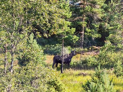 Holiday house 11 person holiday home in Hornnes - Outdoor photo 35