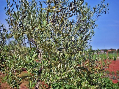 Apartment Wohnung in Valbandon nahe Adriaküste - Outdoor photo 36