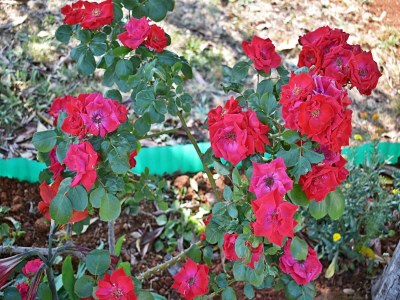 Apartment Wohnung in Valbandon nahe Adriaküste - Outdoor photo 38