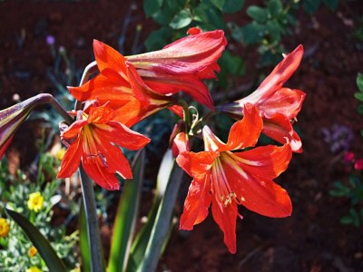 Apartment Wohnung in Valbandon nahe Adriaküste - Outdoor photo 40