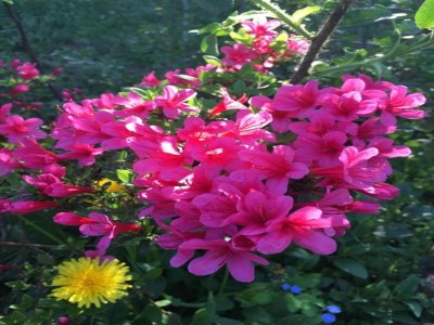 House boat Havel River Houseboat - Environment photo 28