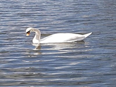 House boat Havel Hausboot Serenity - Environment photo 24