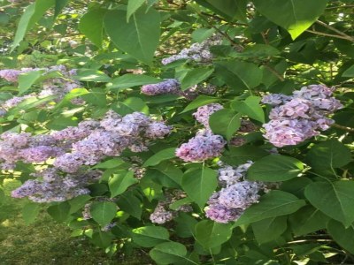 House boat Havel Hausboot Serenity - Environment photo 33
