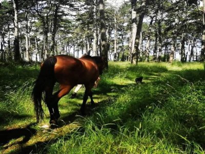 Apartment Wohnung in Labin nahe Rabac Strände - Environment photo 35