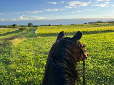 Apartment Apartment in Labin near Rabac Beaches - Environment photo 35