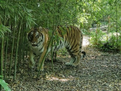 Holiday house Haus am Hang in Marliana - Environment photo 24