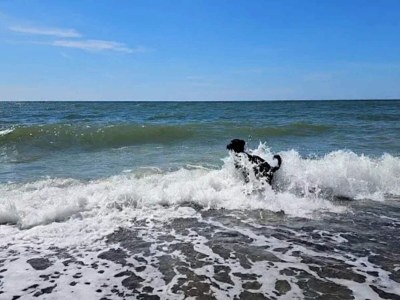 Holiday house 4 Sterne Ferienhaus in Nørre Nebel - Outdoor photo 40
