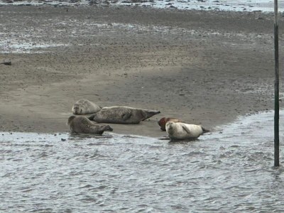 Holiday house 6 Personen Ferienhaus in Fanø - Outdoor photo 7