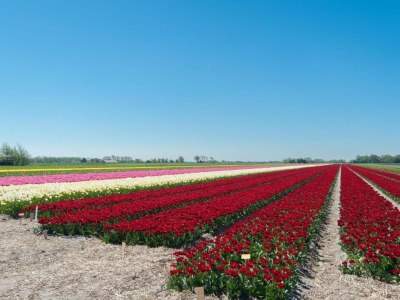 Holiday house Kleines Haus in 't Zand nahe Strand und Wald - Environment photo 37