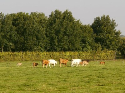 Holiday house Chalet in Bemelen near Bemelerberg Reserve - Environment photo 14