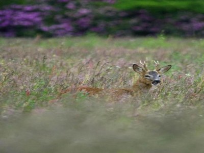 Holiday park Ferienhaus im Wald am Teich für 6 Von Belvilla - Environment photo 32