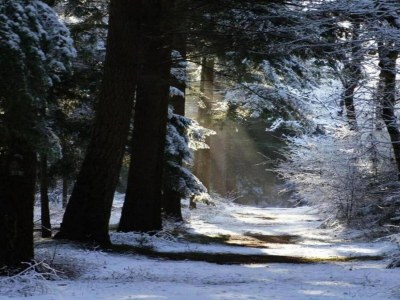 Holiday park Ferienhaus im Wald am Teich für 6 Von Belvilla - Environment photo 36