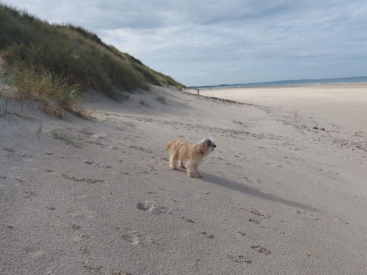 Holiday house 6 person holiday home in Pandrup - Outdoor photo 4