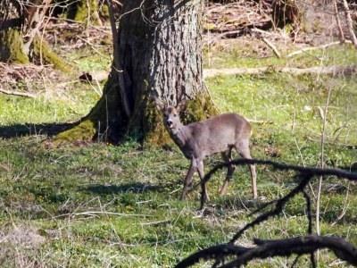 Holiday house 4 Sterne Ferienhaus in Dybvad - Outdoor photo 20