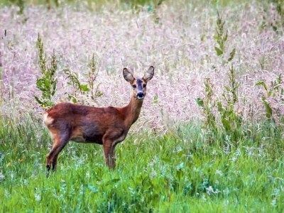 Holiday house 4 Sterne Ferienhaus in Dybvad - Outdoor photo 31