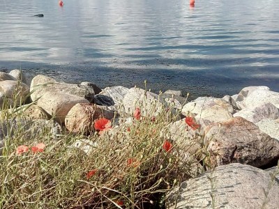 Holiday house 4 Sterne Ferienhaus in Aalborg - Outdoor photo 31