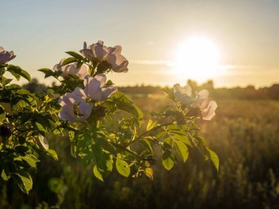 Holiday house 5 star holiday home in Køge - Outdoor photo 37
