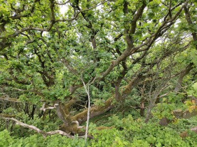 Holiday house 4 Sterne Ferienhaus in Spøttrup - Outdoor photo 34