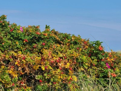 Holiday house 6 person holiday home in Sæby - Outdoor photo 16