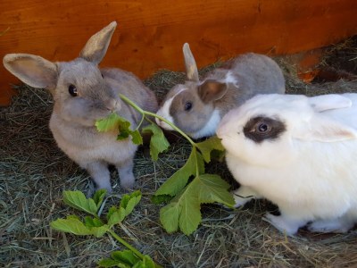 Farmhouse Kuentnerhof - Outdoor photo 20