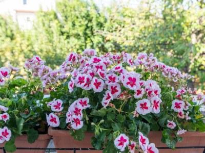 Apartment Apartment A4 Villa Falcon near the sea - Outdoor photo 3