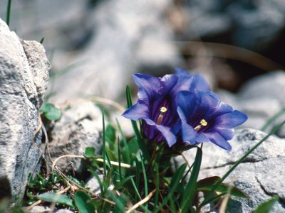 Holiday apartment Bracket - Environment photo 27