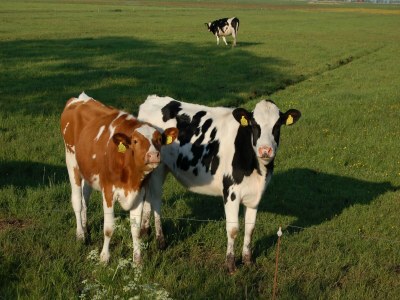 Holiday house Apartment in Workum near IJsselmeer Beach - Environment photo 30
