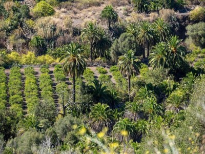 Apartment Wohnung auf Gran Canaria nahe Dünen Maspalomas - Environment photo 38