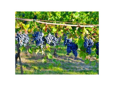 Holiday house Villa La Torre - Environment photo 38