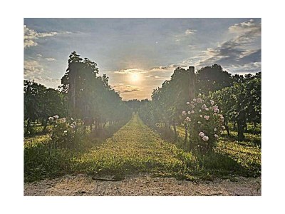 Holiday house Villa La Torre - Environment photo 39