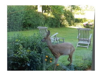 Cottage Högelia - Outdoor photo 9