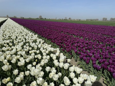 Holiday house Oosterscheldelaan 54 - Environment photo 37