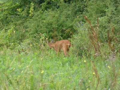 Farmhouse Bauernhaus in Giroux nahe Wald und See - Environment photo 42