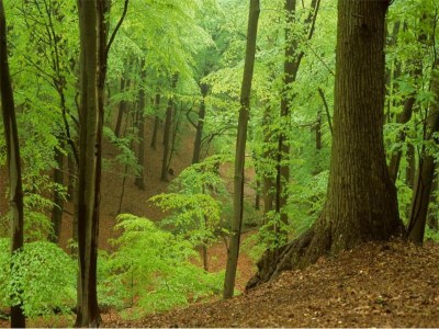 Holiday park Bungalow in den Niederlanden in Küstennähe - Environment photo 20