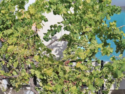 Holiday house 265 Es Colomer ETV/11174 by Mallorca Charme - Environment photo 31