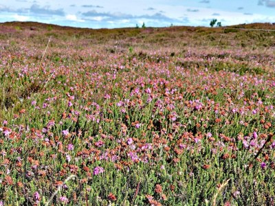Holiday house 5 star holiday home in Henne Beach - Outdoor photo 37