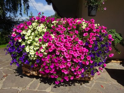 Holiday apartment Landhaus Bonaventura - Outdoor photo 8