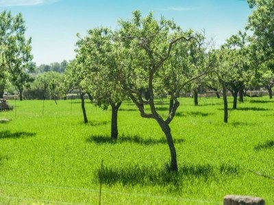 Villa Can Cabrit - Villa With Private Pool In Alaró - Outdoor photo 16