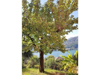 Apartment Close to Franklin College and Lugano Center - Environment photo 24