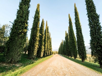 Apartment Fattoria del Chianti close to Florence for two - Environment photo 33