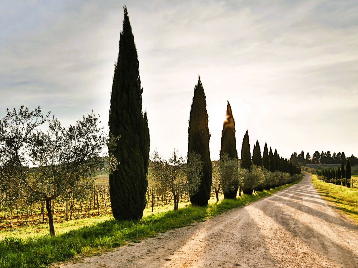 Apartment Fattoria del Chianti close to Florence for four