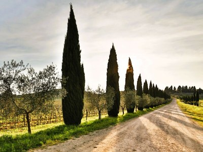 Apartment Fattoria del Chianti close to Florence for four in Rignano sull´Arno - Apartment