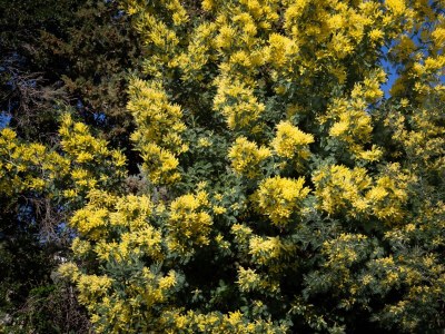 Holiday house Villa contemporary with a panoramic view of Mandelieu - Environment photo 45