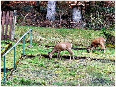 Apartment Ferienwohnung Dusche/WC bis 4 Personen - Outdoor photo 10
