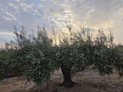 Finca Pachamama - Environment photo 23