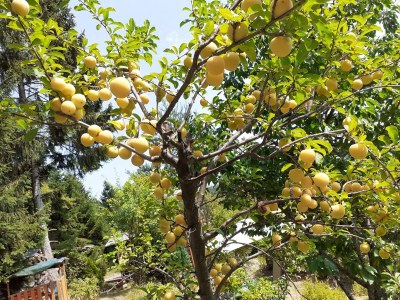 Holiday apartment House Schwarz - Outdoor photo 10